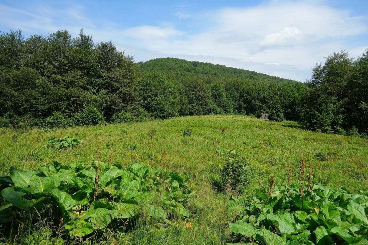 Lúka s zeleňou a stromami pod modrou oblohou v letnom dni, prírodná krajina v príjemnom počasí.