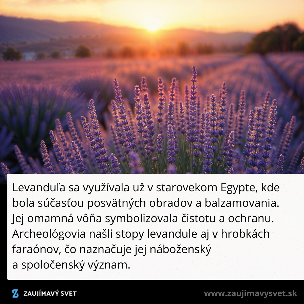 Levanduľové pole pri západe slnka, historický význam v starovekom Egypte, symbol čistoty a ochrany.