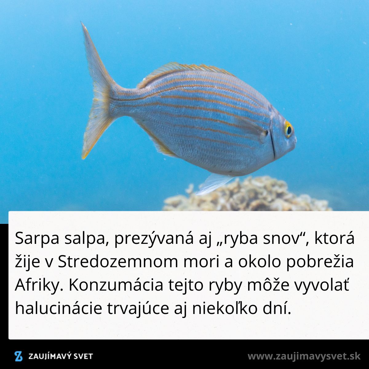 Ryba Sarpa salpa, známa ako ryba snov, je známa vyvolávaním halucinácií. Spôsob úniku reality z mora Stredozemia.