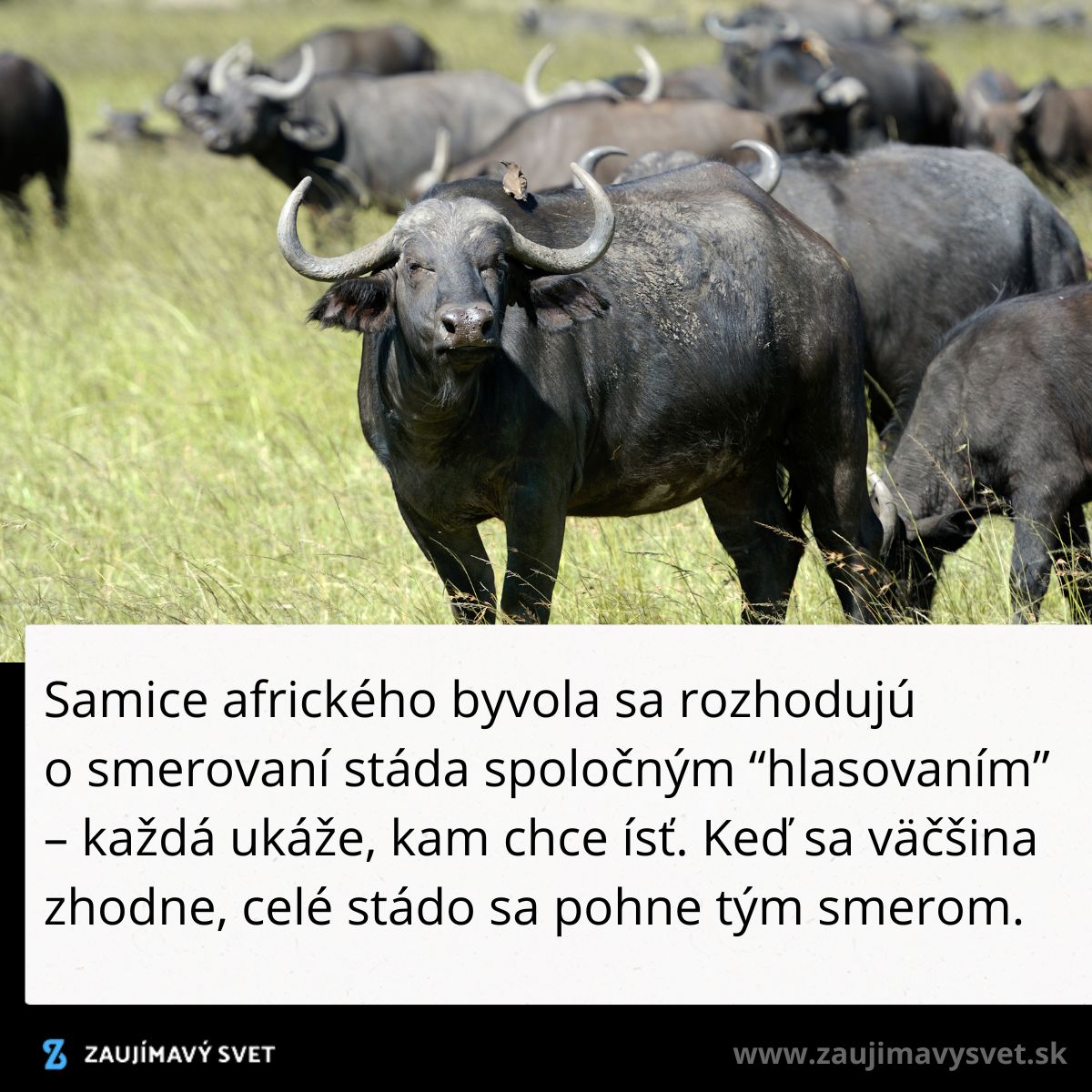 Stádo afrických byvolov na savane, vedúci samica ukazuje smer pomocou hlasovania očami, stádo sa pohybuje jednotne.