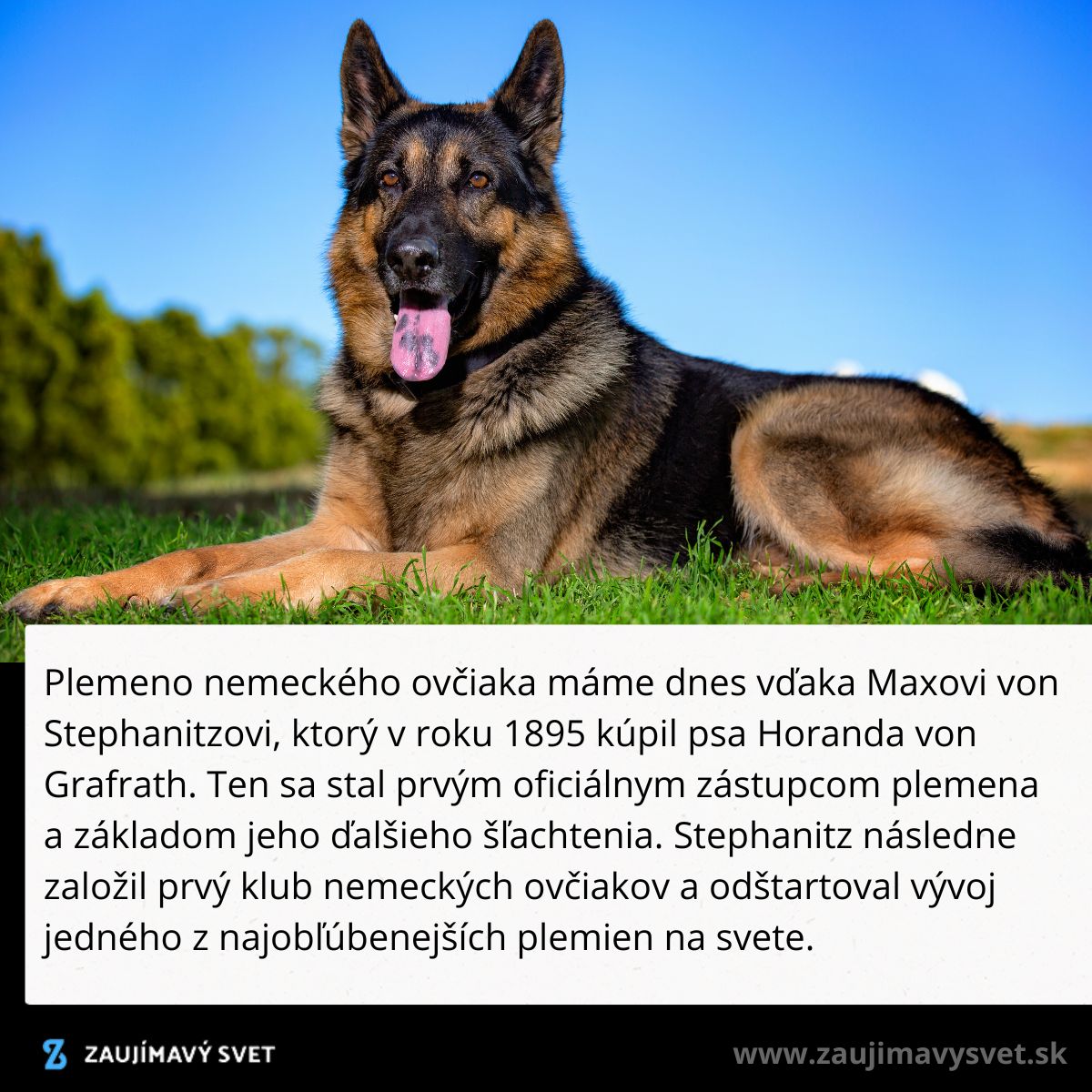Nemecký ovčiak ležiaci na tráve pod modrou oblohou s jazykom von, symbol plemena.