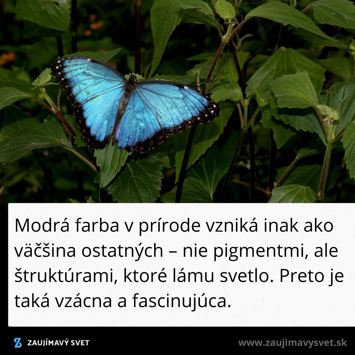 Motýľ s modrými krídlami odpočíva na zelenej rastline, modrá farba vzniká lámaním svetla.