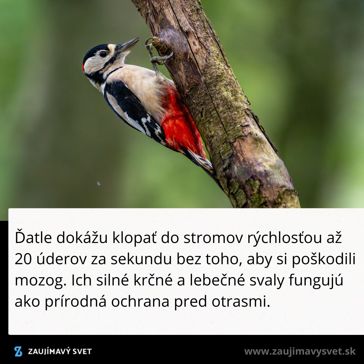 Ďateľ klopká na kmeň stromu, využíva krčné svaly ako ochranu pred otrasmi.