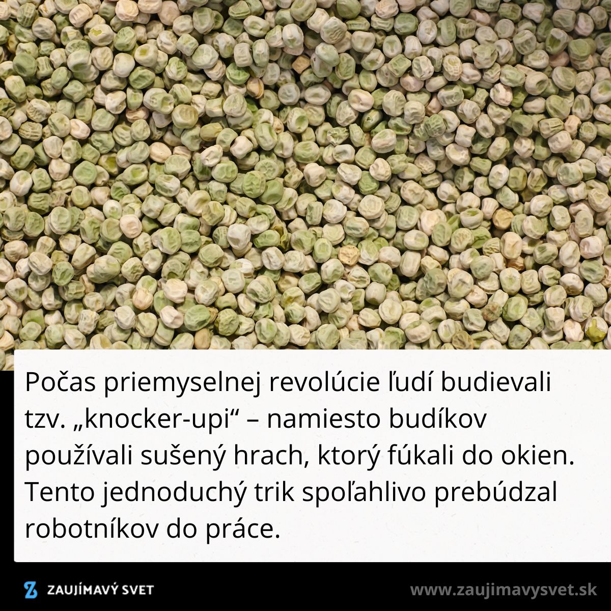 Sušený hrášok ako tradičný budík priemyselnej revolúcie, používaný na prebúdzanie robotníkov.