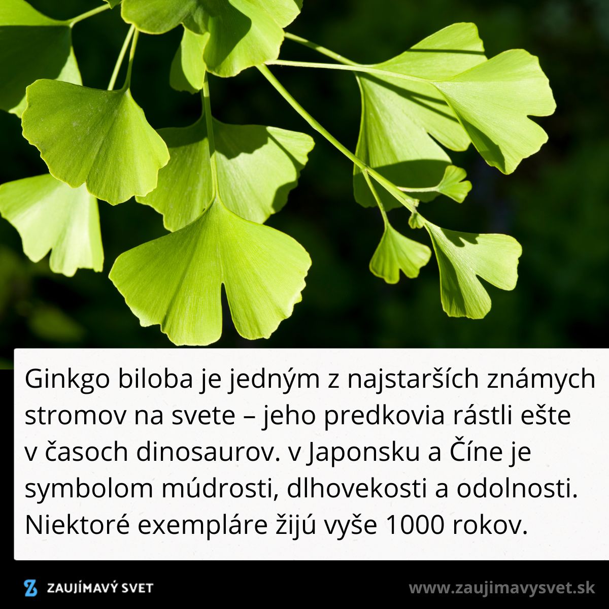 Listy Ginkgo biloba, starodávneho stromu symbolizujúceho múdrosť, dlhovesosť a odolnosť.
