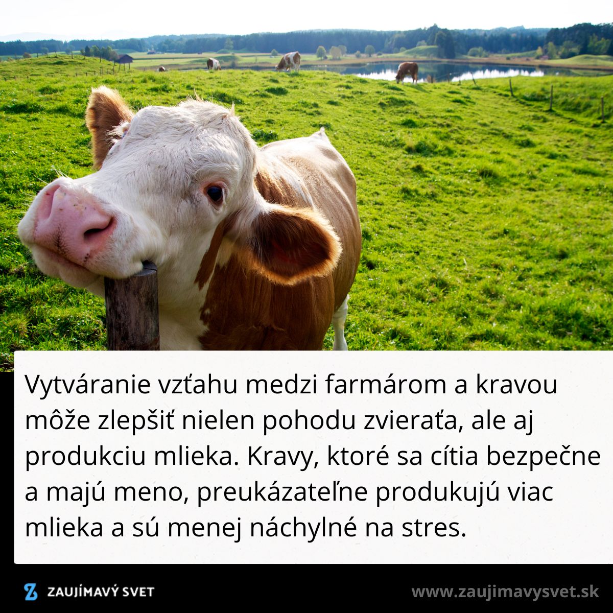 Kráva na zelenej lúke, blízko jazera v pozadí, predstavuje vzťah farma-zviera pre lepší výnos mlieka.