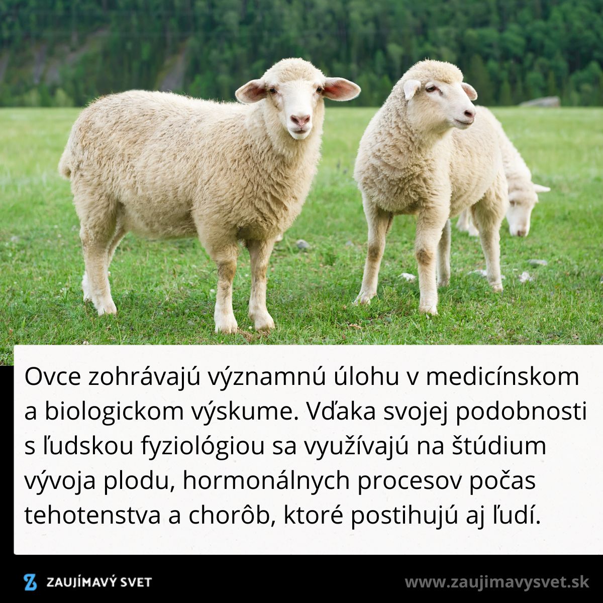 Tri ovce stoja na zelenej lúke, vhodné pre biologický výskum v medicíne.
