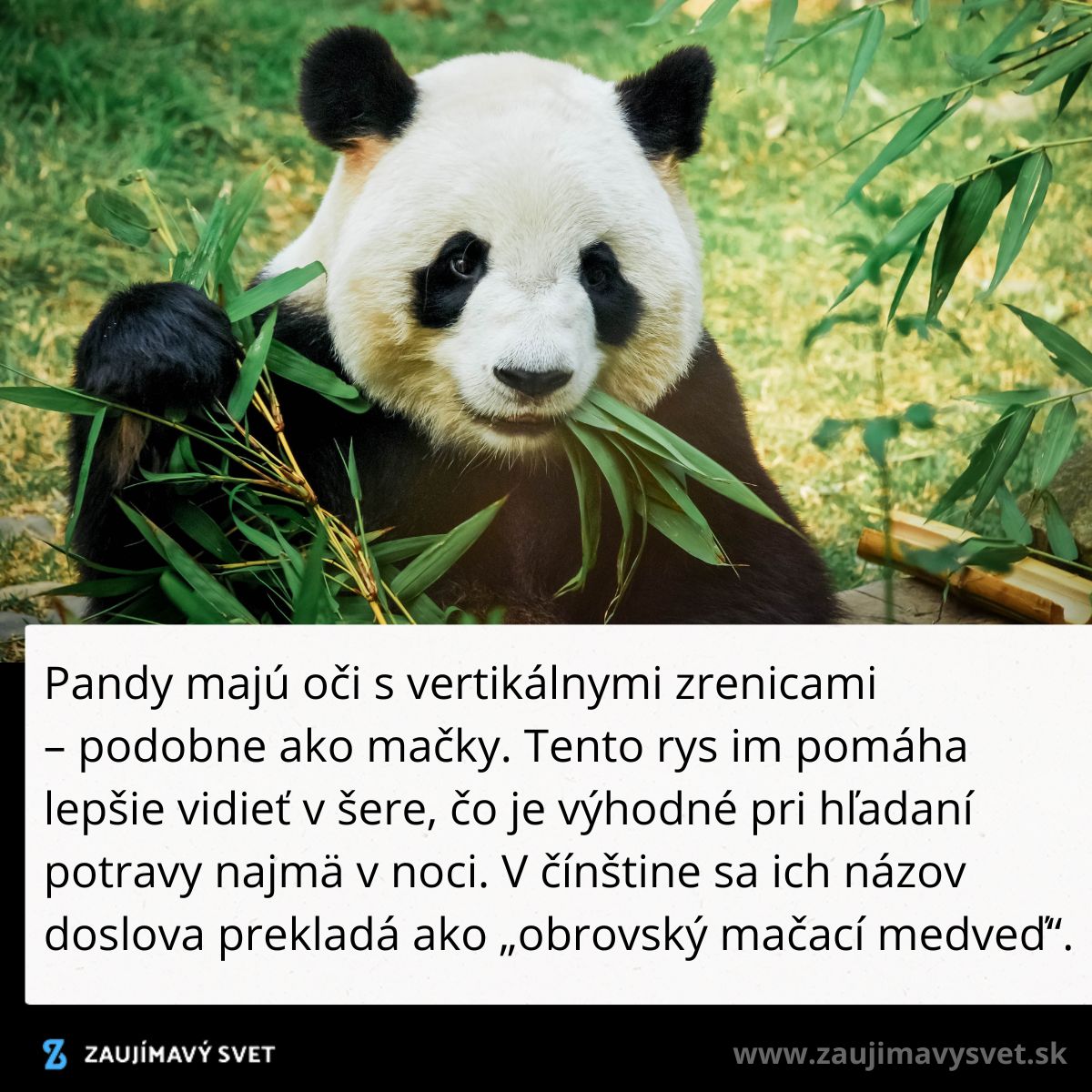 Panda žuje bambus v prírode, zblízka zobrazená s typickými čierno-bielymi znakmi a vertikálnymi zrenicami.