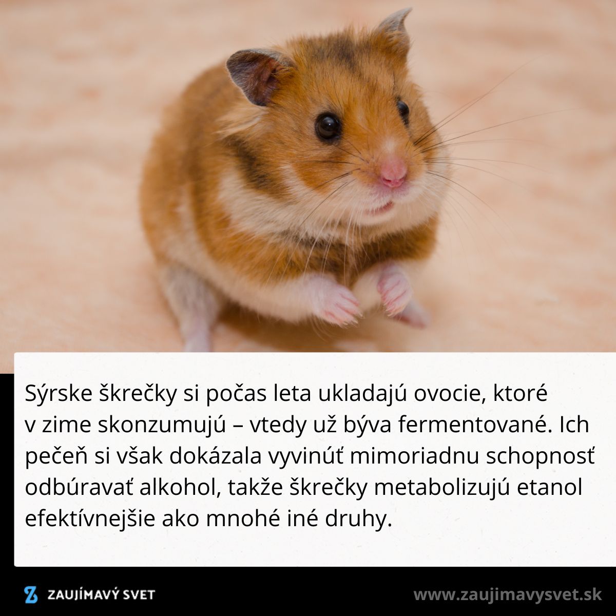 Sýrsky škrečok sedí na podložke, zaujímavosť o jeho schopnosti odbúravať alkohol z fermentovaného ovocia.