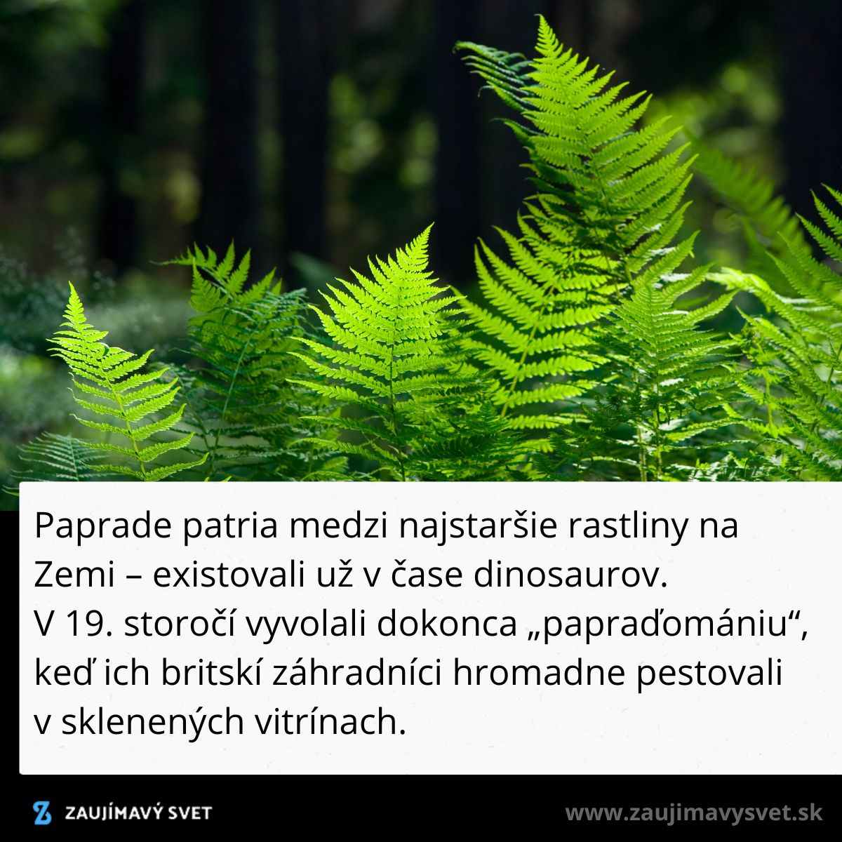 Paprade v lese za jasného svetla, text o ich histórii a popularite v 19. storočí uložený na obrázku.
