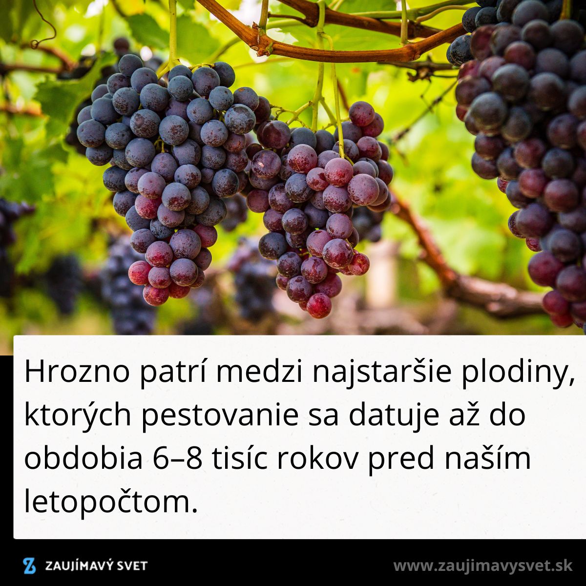 Zauj mavosti Ku K ve Ktor Ti Roz ria Obzory 2218 Pre o Ry av zauj-mavosti-ku-k-ve-ktor-ti-roz-ria-obzory-2218-pre-o-ry-av