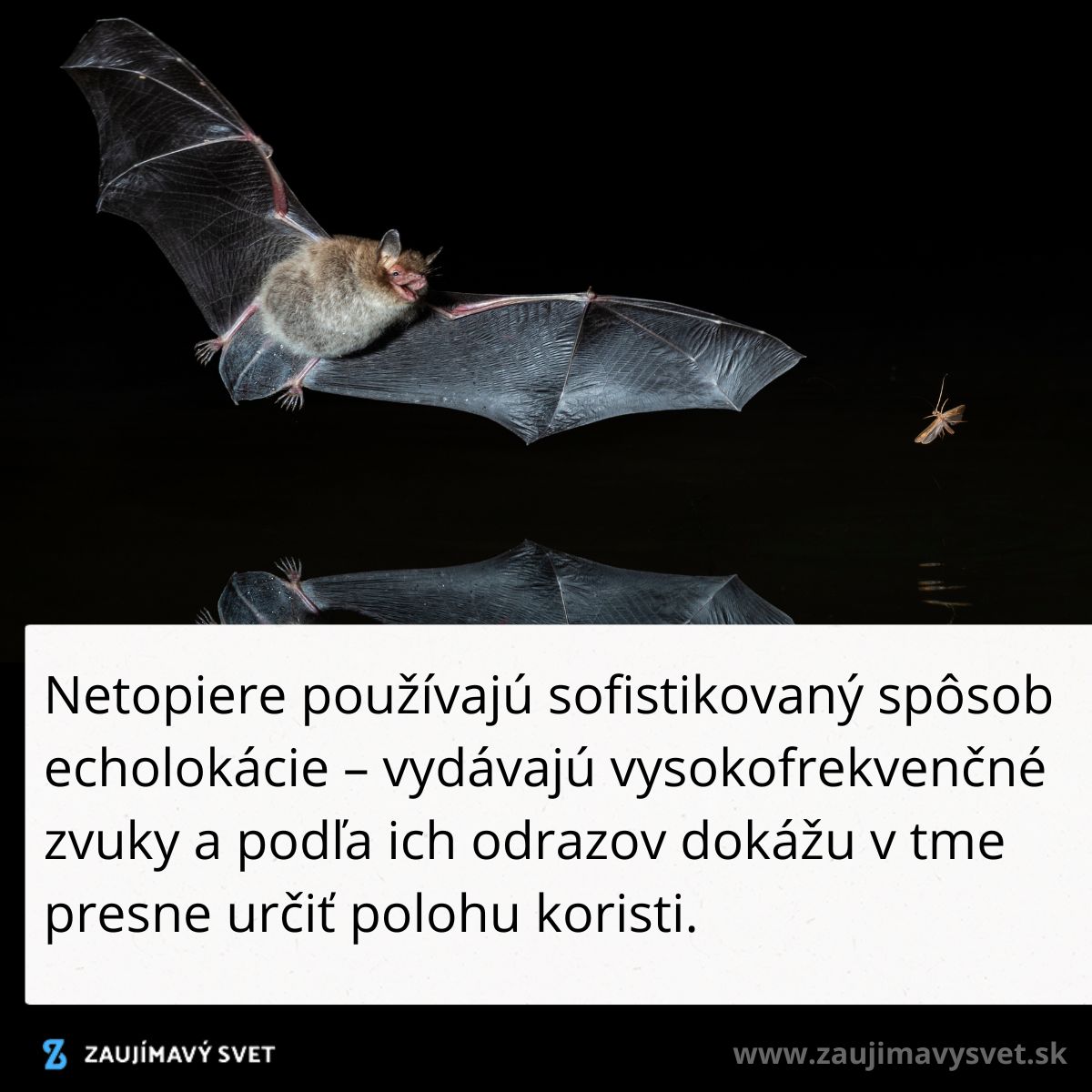 Netopier lietajúci v tme, využívajúci echolokáciu na lov hmyzu. Vydáva zvuky a sleduje ich odrazy pre navigáciu.