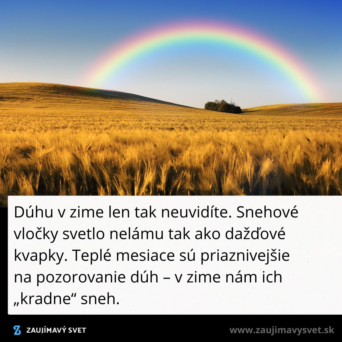 Dúha nad zlatým poľom v lete, modrá obloha, ideálne počasie na pozorovanie dúhy.