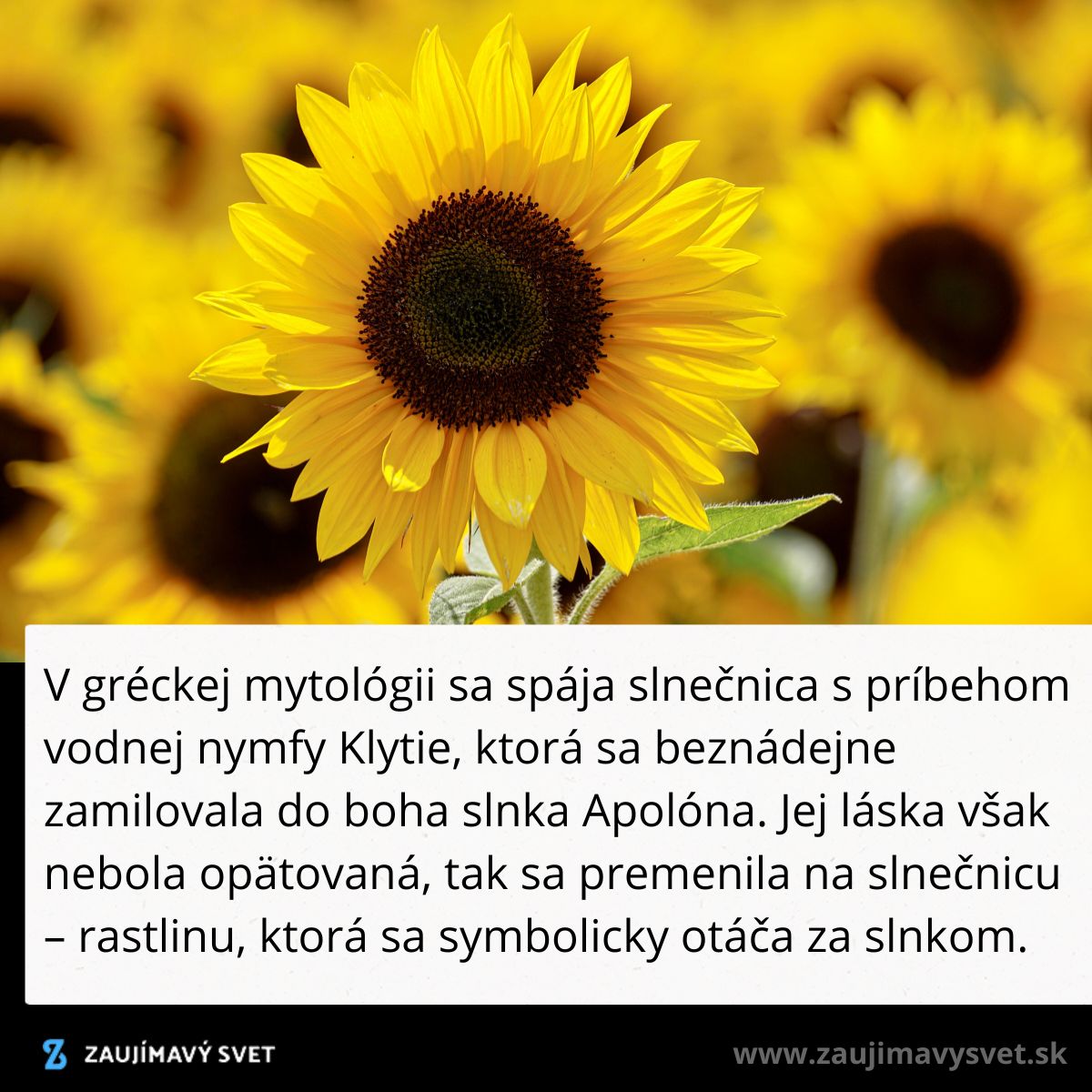 Žlté slnečnice na poli, spojené s gréckym mýtom o nymfe Klytie, otáčajú sa za slnkom na modrej oblohe.