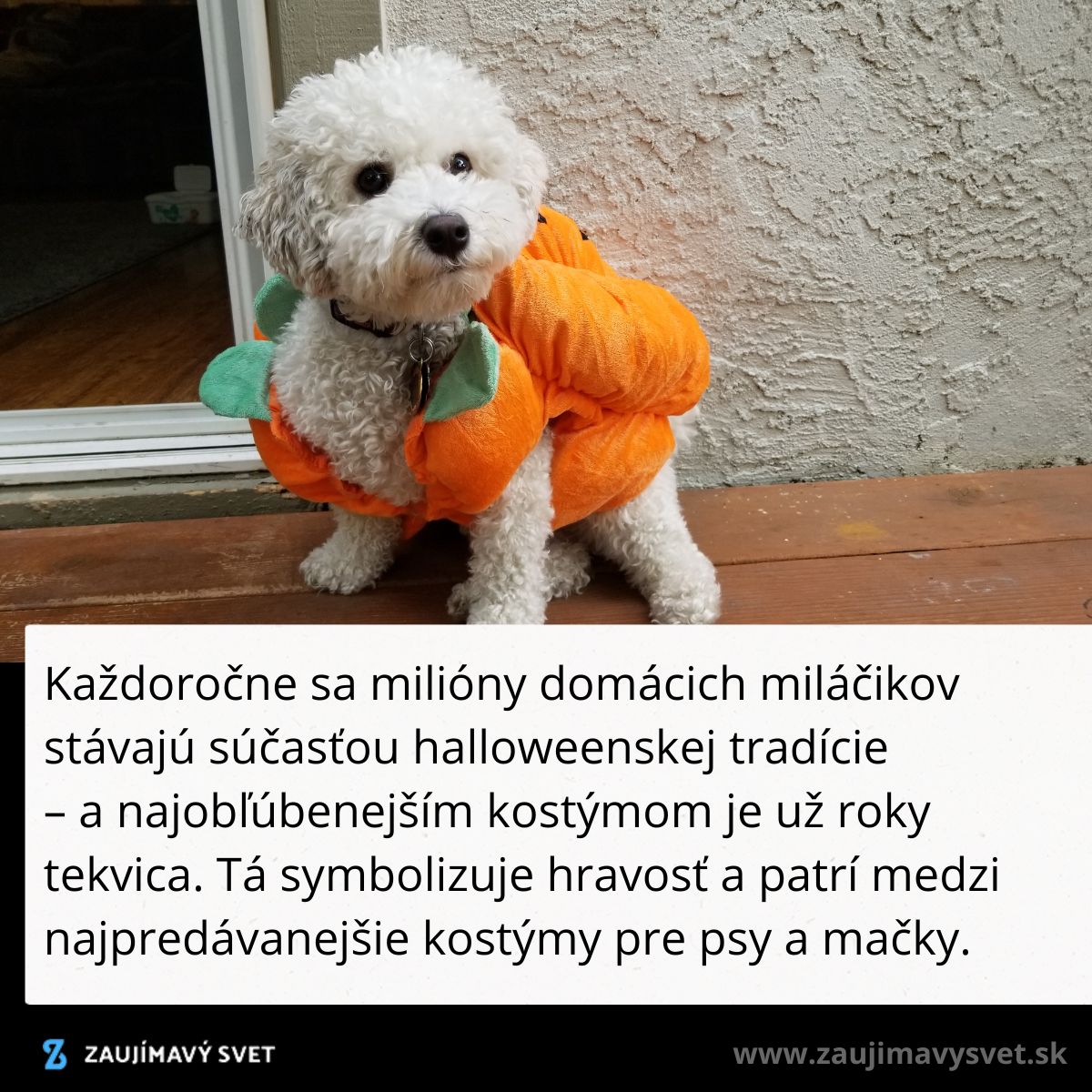 Pes v kostýme tekvice stojí pred dverami, pripravený na halloweensku oslavu.