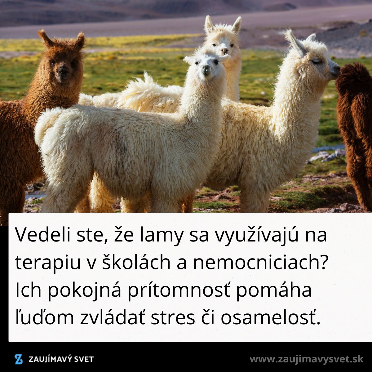Lamy na terapiu: ich pokojná povaha pomáha zmierniť stres a osamelosť v školách a nemocniciach.