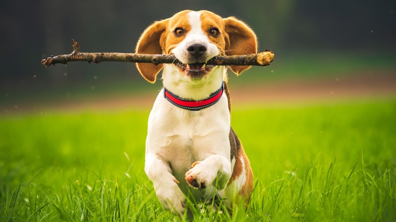 Beagle s paličkou v ústach beží cez zelenú lúku, plný radosti a energie.