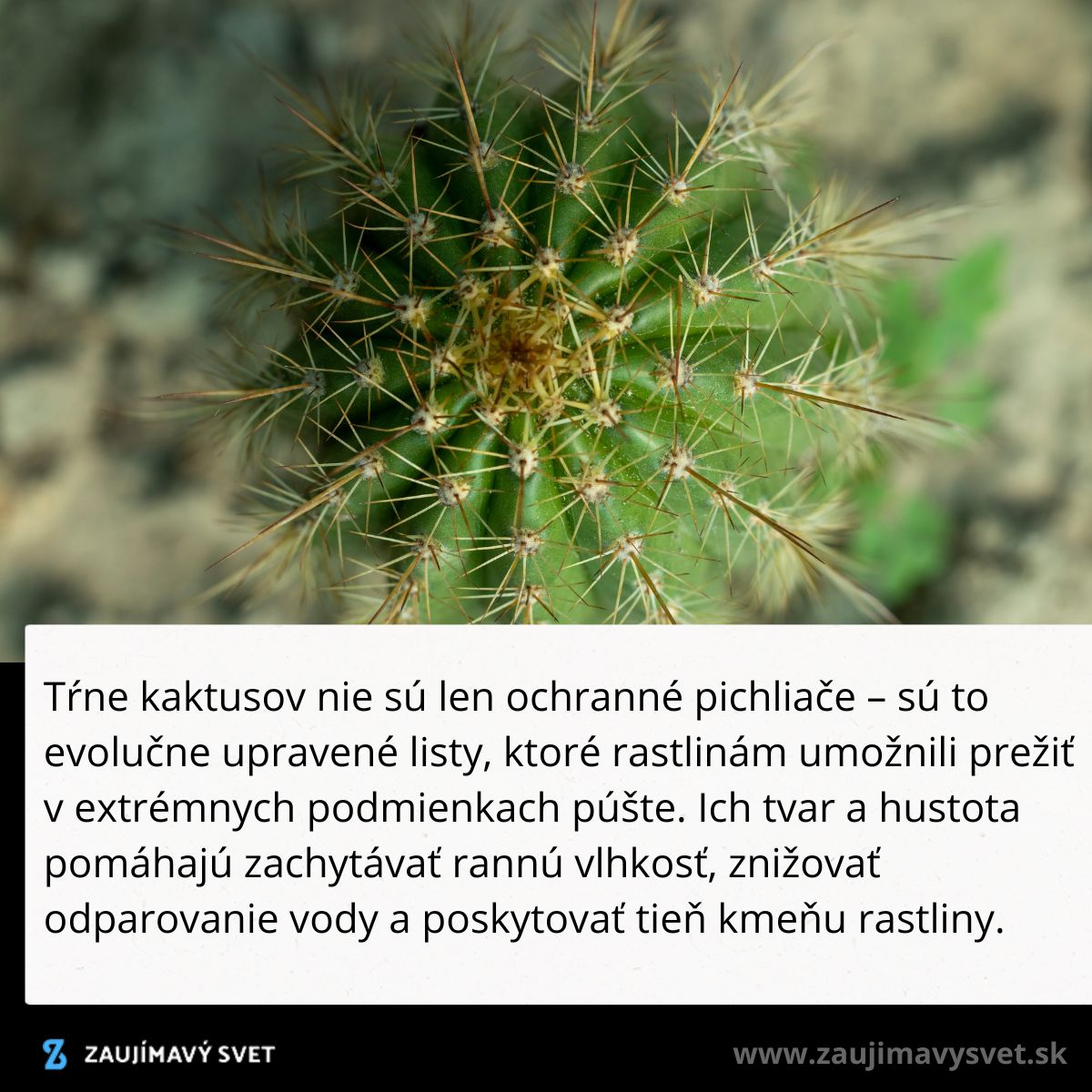 Detailný pohľad na kaktus s tŕňmi, prispôsobené na prežitie v extrémnych podmienkach púšte.
