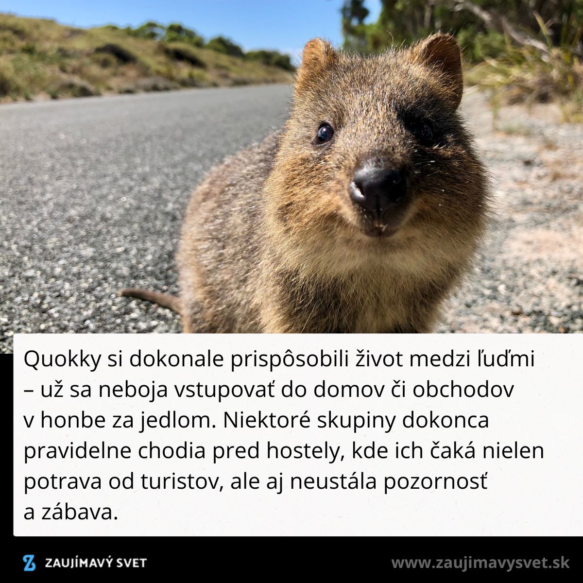 Quokka na ceste, spokojných medzi ľuďmi, zvedavo pozerá do objektívu kamery v prírodnom prostredí.