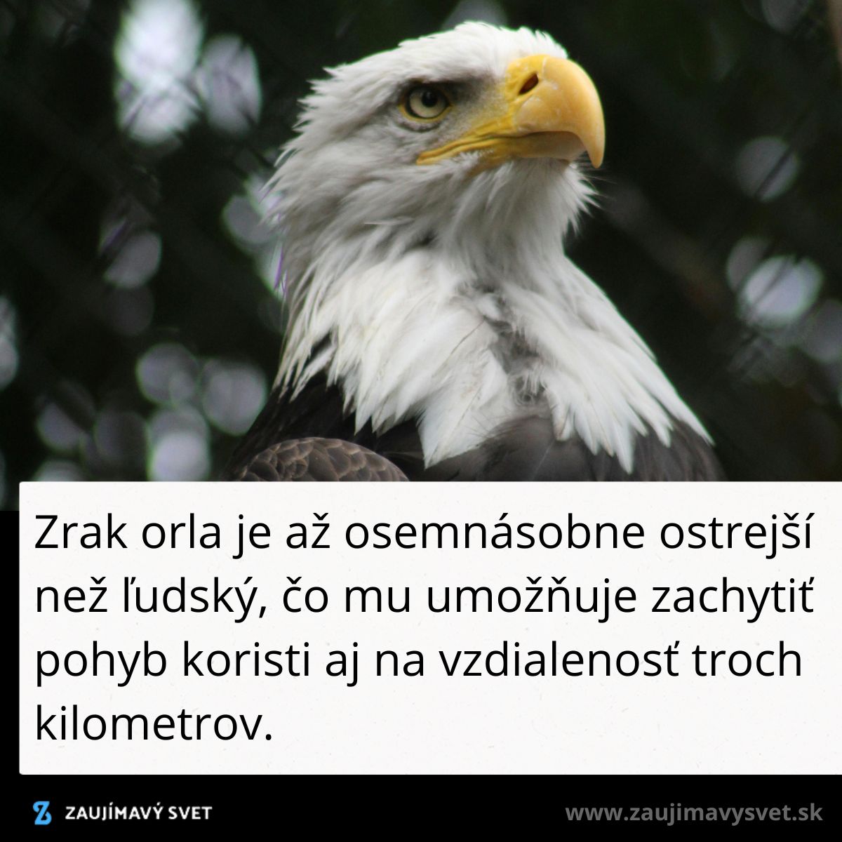 Orlí zrak je až osemnásobne ostrejší než ľudský, čo mu umožňuje vidieť korisť na veľkú vzdialenosť.