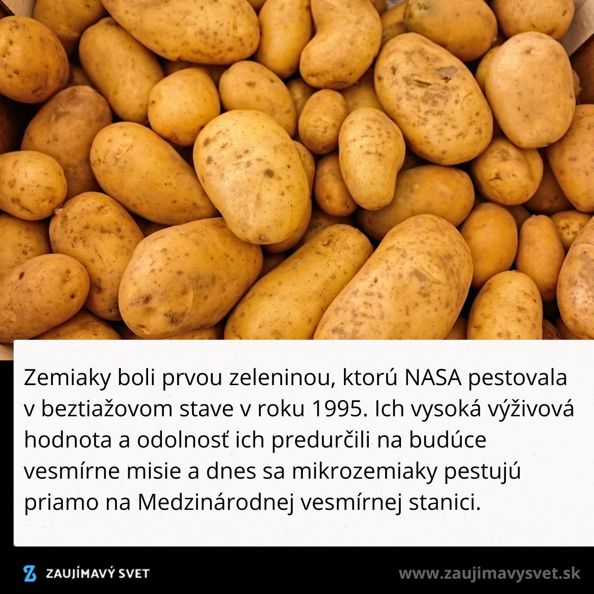 Hromada zemiakov - prvá zelenina pestovaná NASA v beztiažovom stave na vesmírnej stanici.