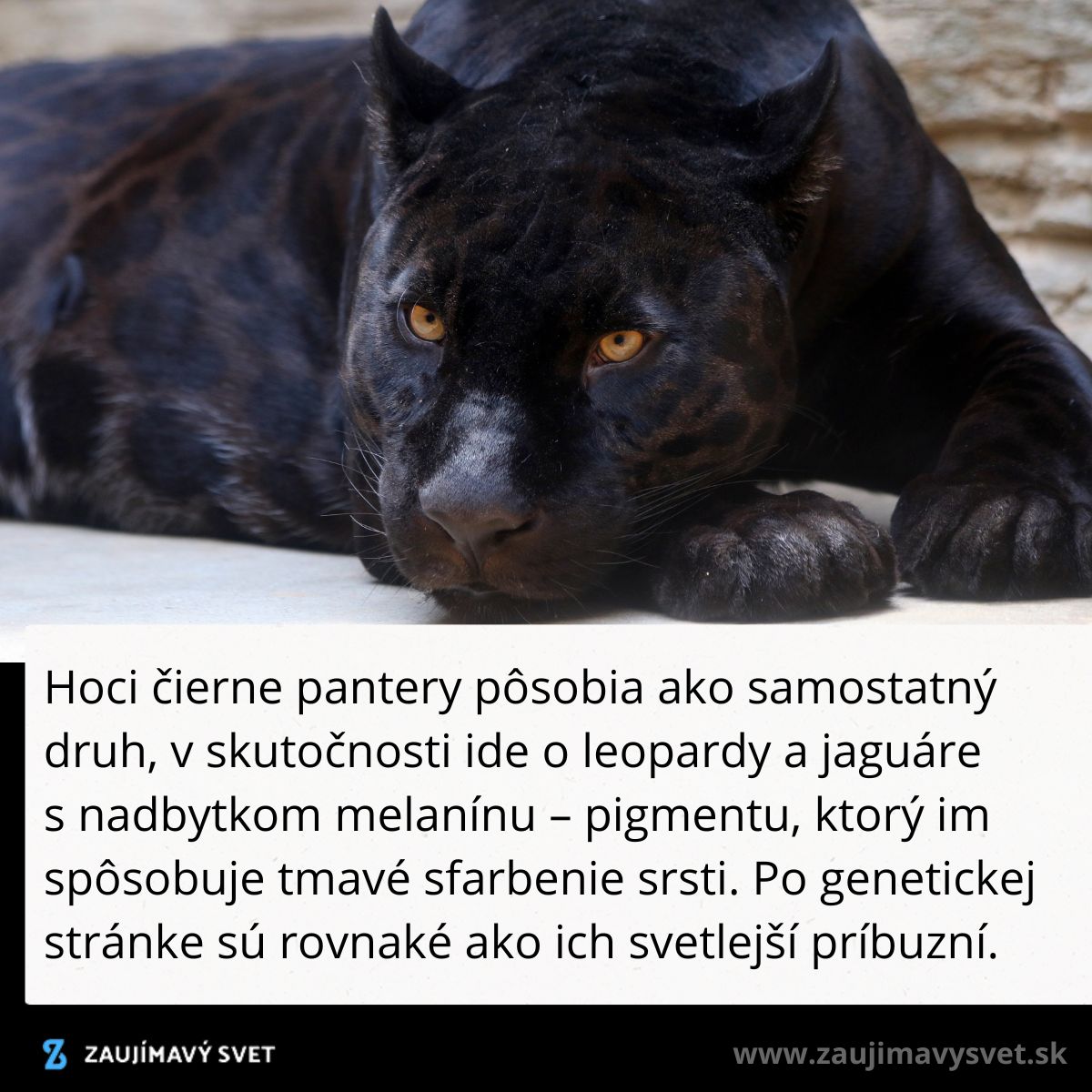 Čierna pantera leží na zemi, zvýraznená tmavá srsť s jasnými očami. Na obrázku je aj text o melanizme.
