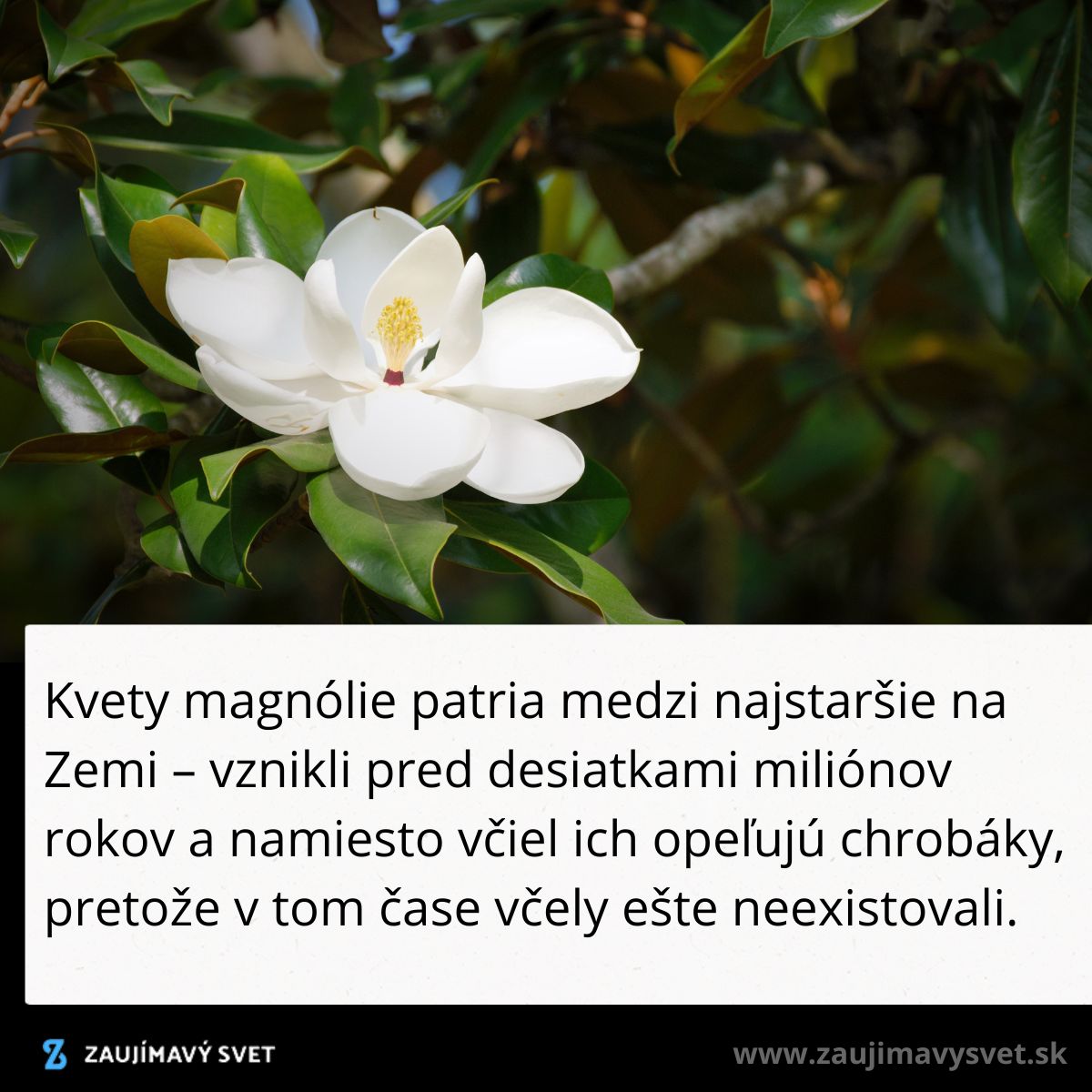 Biela magnólia na strome, jeden z najstarších kvetov na Zemi, opeľovaná chrobákmi namiesto včiel.