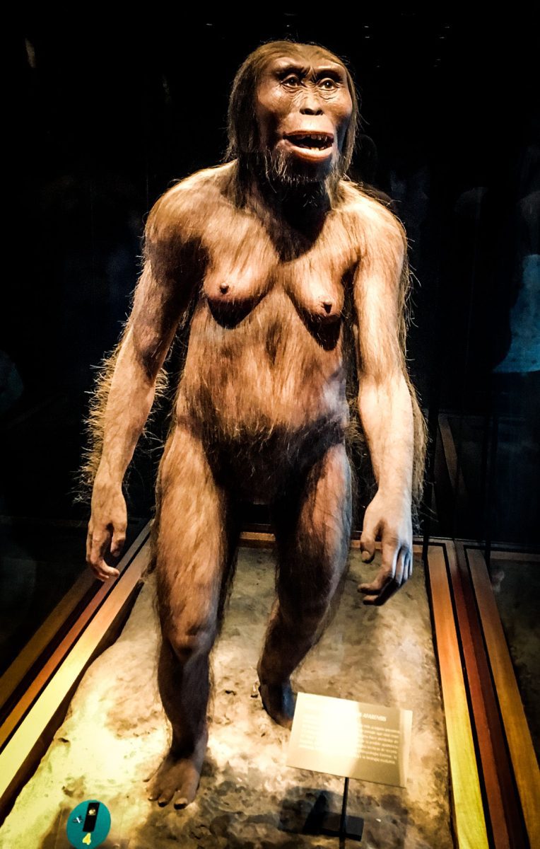 Model hominida na výstave, znázorňujúci evolučný vývoj ľudského druhu.