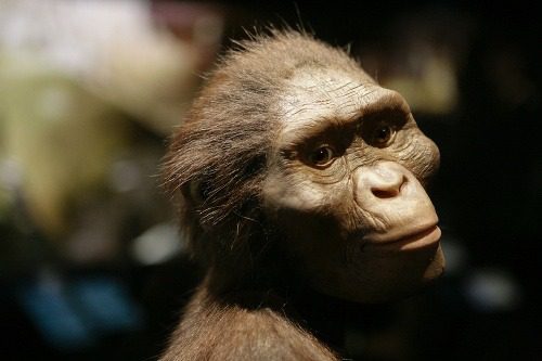 Model rekonštrukcie tváre Australopithecus afarensis, známeho predka ľudstva, z historického pohľadu.