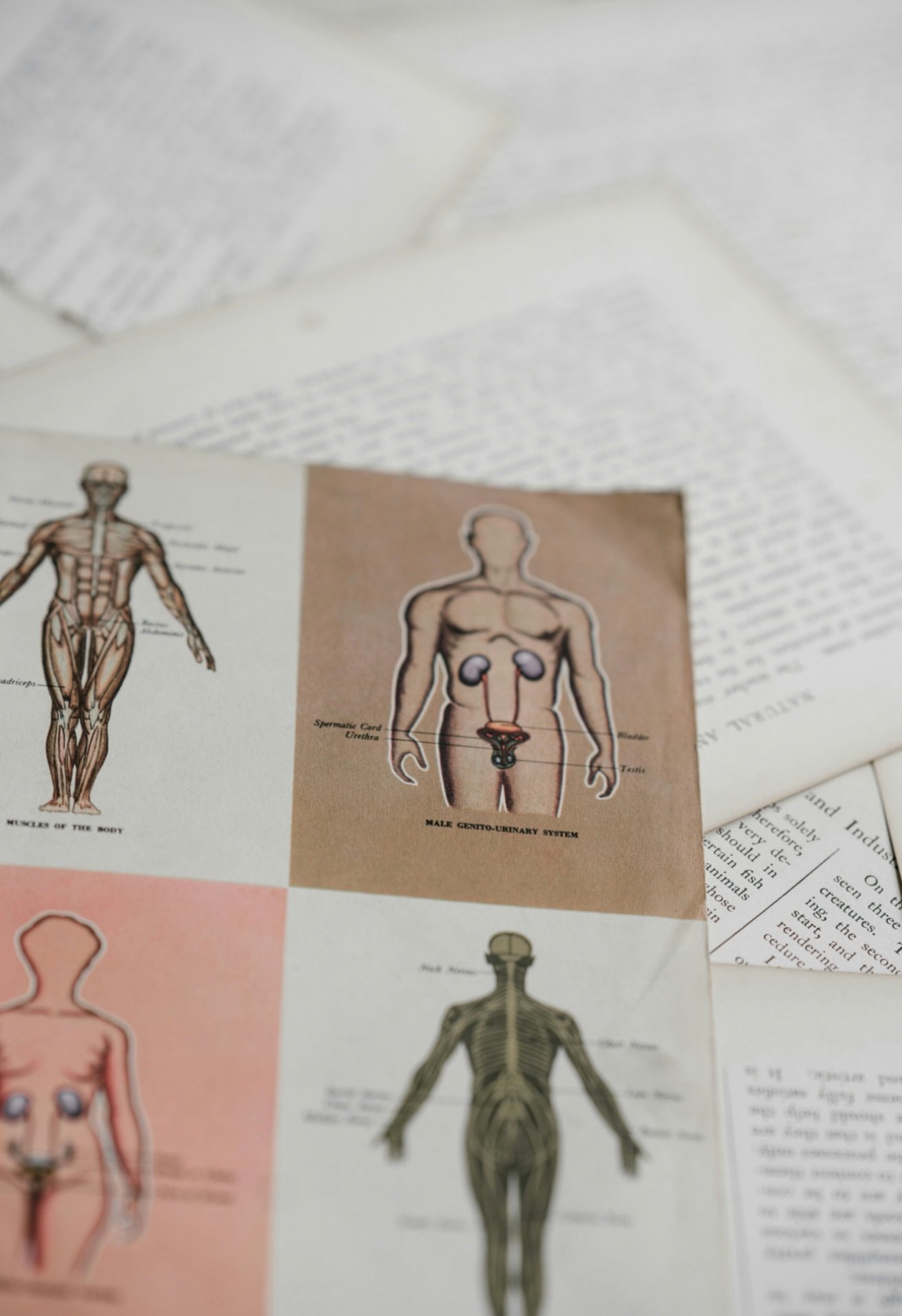 Ilustrácia anatómií mužského tela s textovými dokumentmi na pozadí.