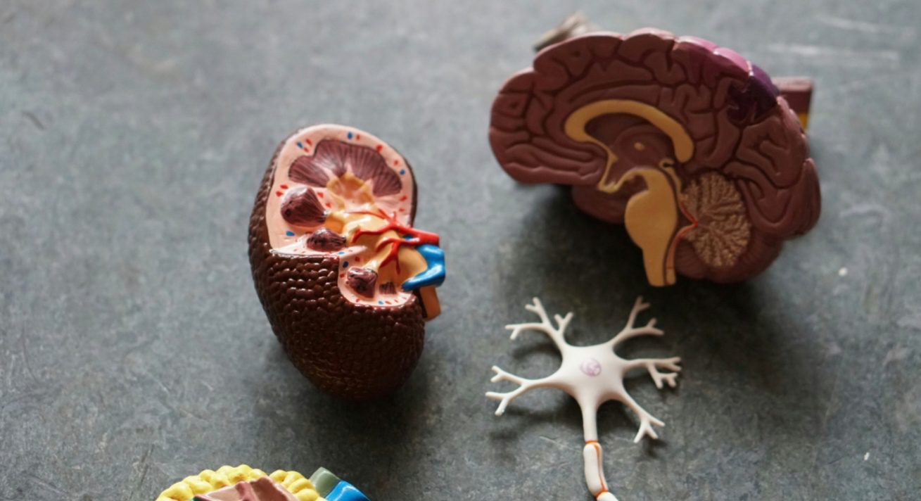 Modely mozgu a neurónu na štúdium anatómie a funkcií nervového systému.