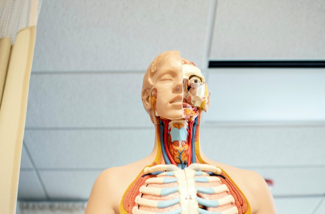 Polovica anatomického modelu človeka, zobrazuje vnútorné orgány a svaly, pohľad spredu.