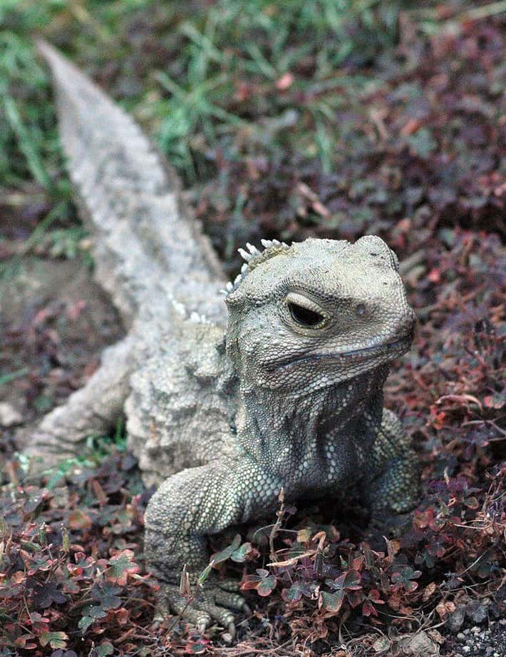 Jašterica tuatara v tráve s výraznými šupinami a dlhým chvostom.