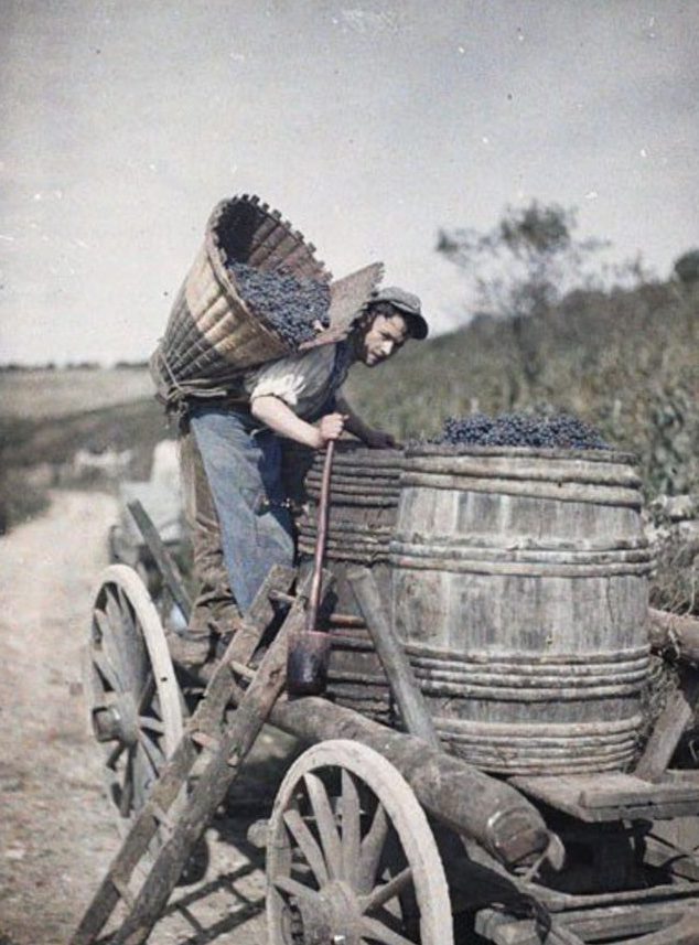 Robotník s košom hrozna nakladá drevený sud na voze na vinici. Historická vinárska práca na vidieku.