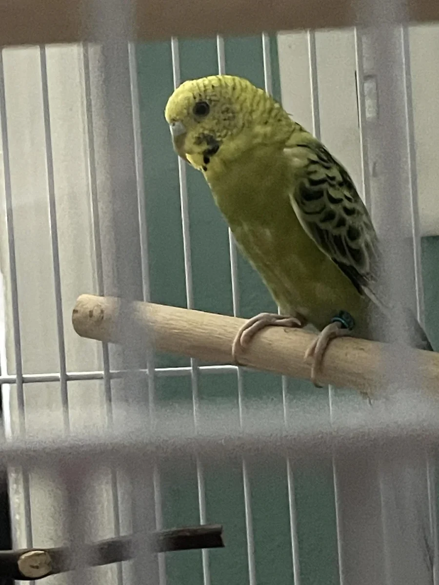 Žltá andulka sedí na bidle v klietke, pozoruje okolie a oddychuje.