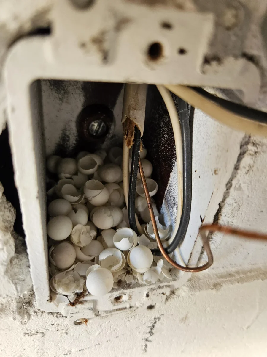 Elektrická skrinka plná prázdnych vajíčkových škrupín, detailný záber zaujímavého nálezu.