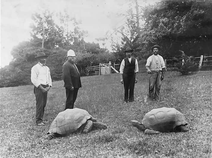 Muži stojaci na lúke so dvoma obrovskými korytnačkami v parku, historická čiernobiela fotografia.