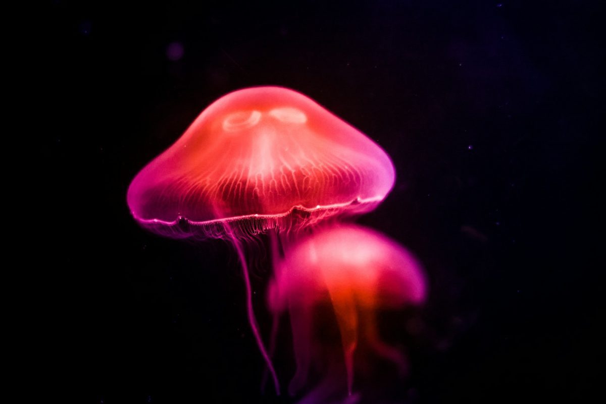 Žiariace medúzy v tmavom oceáne, vytvárajúce magický svetelný efekt.