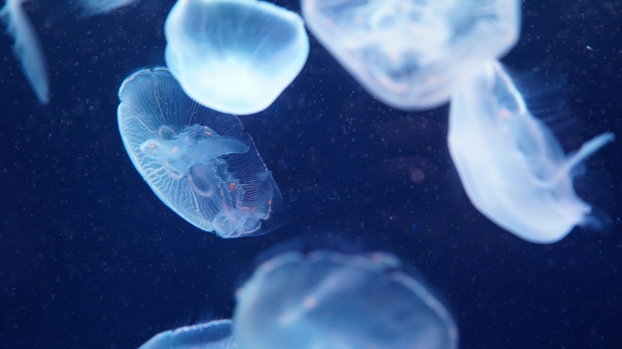 Medúzy plávajúce v modrom oceáne, jemné svetelné efekty vytvárajú pokojný a mystický dojem.