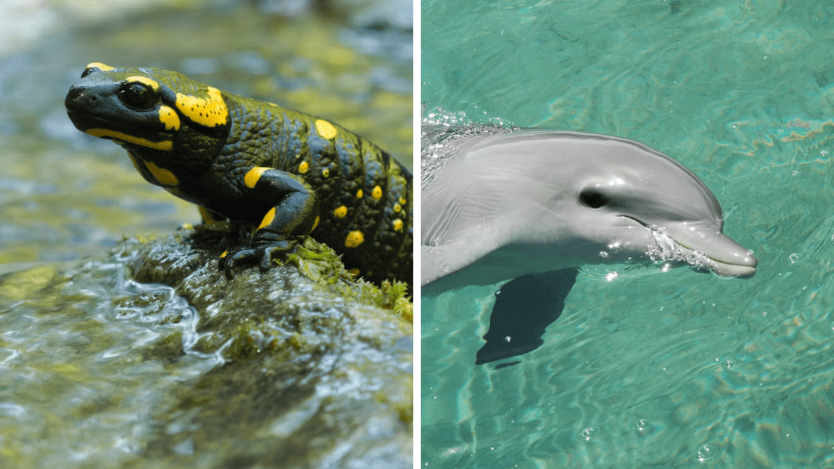 Salamandra na kameni a delfín vo vode, zachytení v prírodnom prostredí.