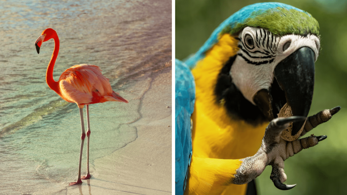Flamingo stojí vo vode na pláži vedľa modro-žltého papagája držať potravu.
