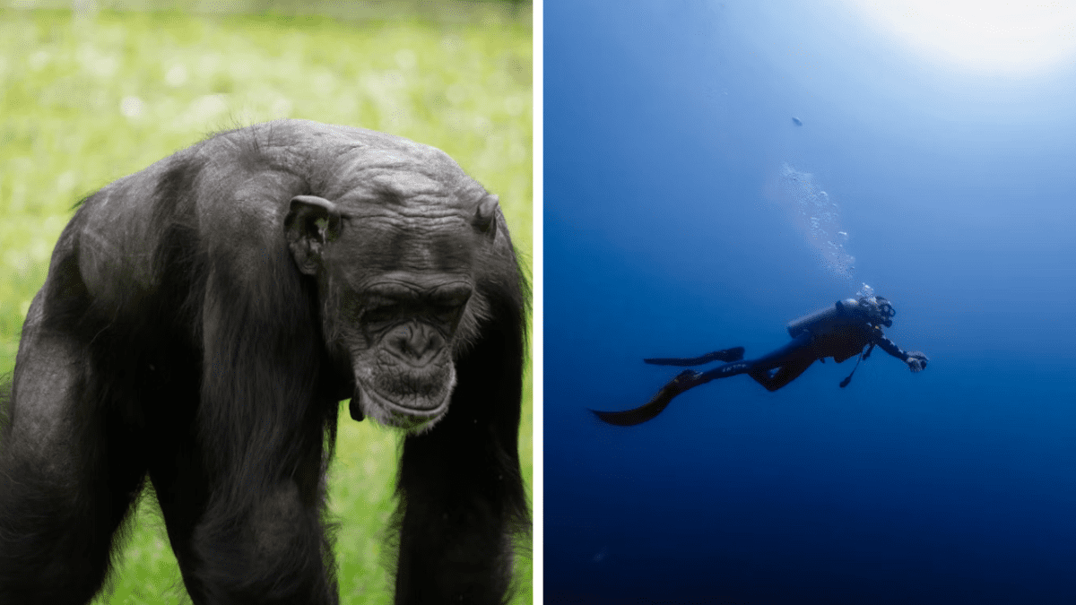 Šimpanz na tráve a potápač v modrom oceáne, kontrast suchozemského a vodného sveta.