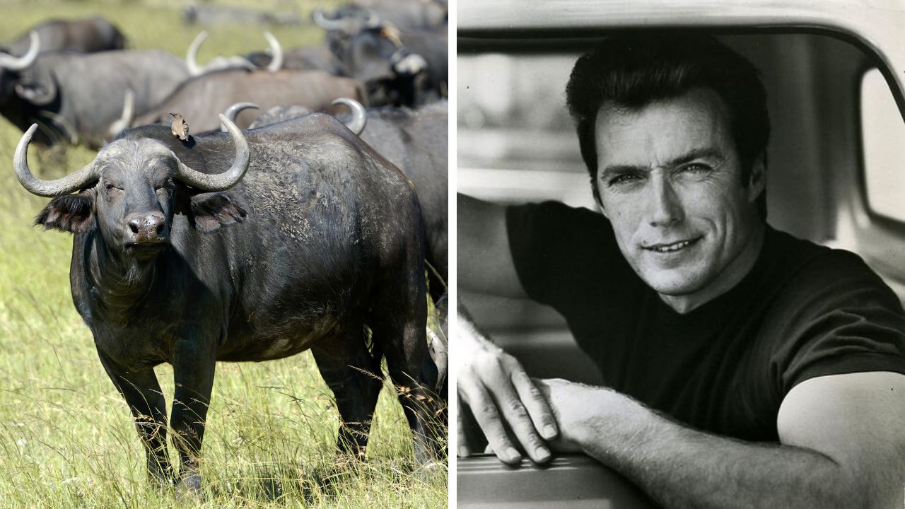 Naľavo je africký byvol na lúke, napravo je muž sediaci v aute, čiernobiela fotografia.