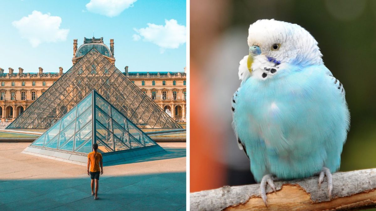 Muž pri pyramíde v Louvre, Paríž. Modrá andulka sedí na konári.