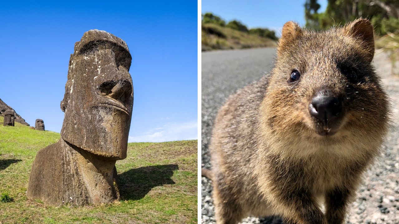 Socha Moai na Veľkonočnom ostrove a quokka na ceste, denný pohľad na kontrast medzi kultúrou a prírodou.