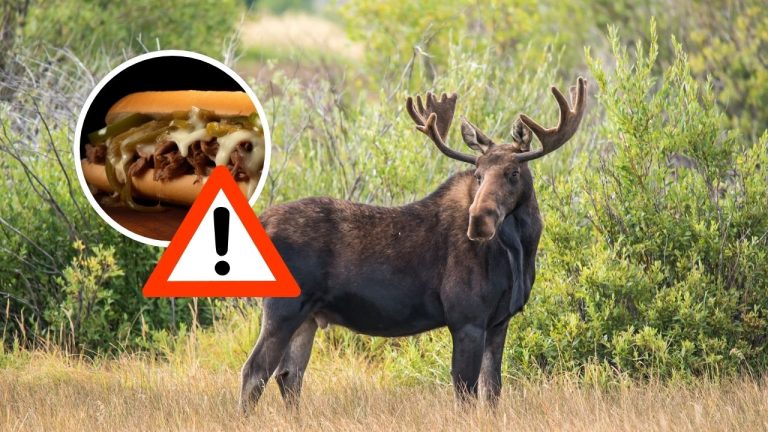 Kulinárska senzácia vo Švédsku: Sendviče s losím a sobím mäsom si získali turistov aj domácich