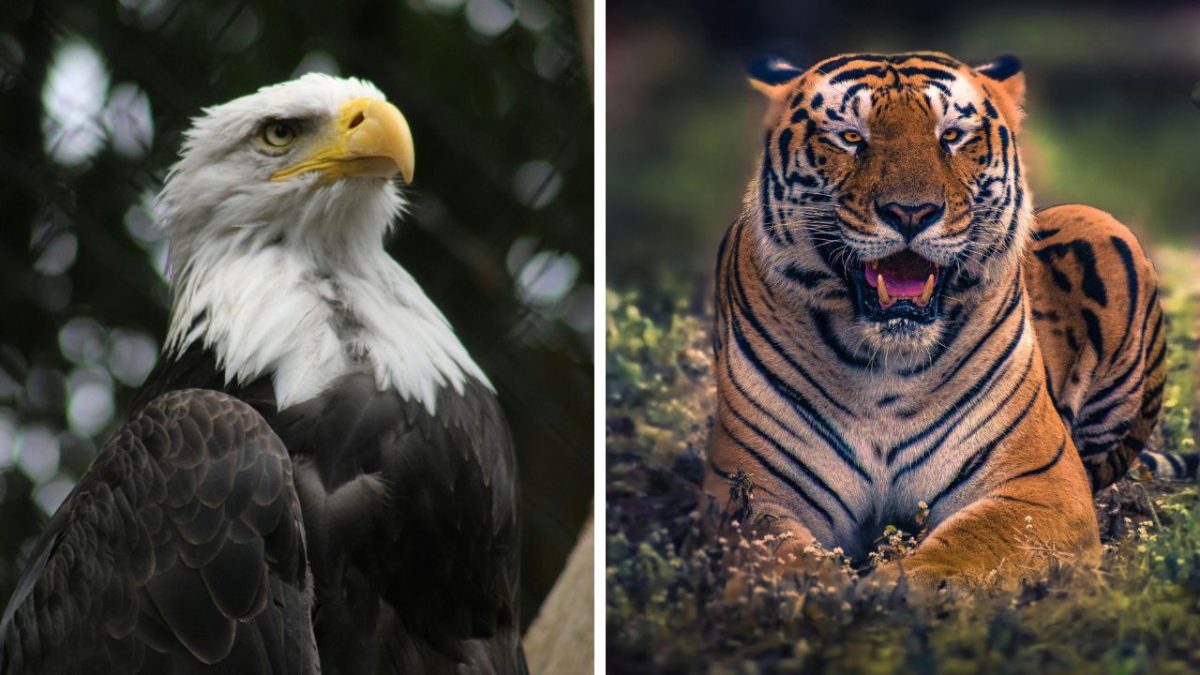 Orol bielohlavý a tiger v prírode, symboly sily a majestátu v divokých habitatoch.