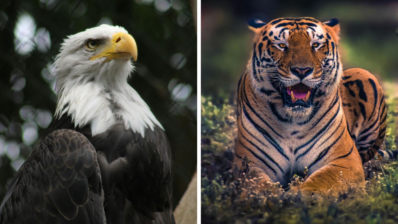 Orol bielohlavý a tiger v prírode, symboly sily a majestátu v divokých habitatoch.