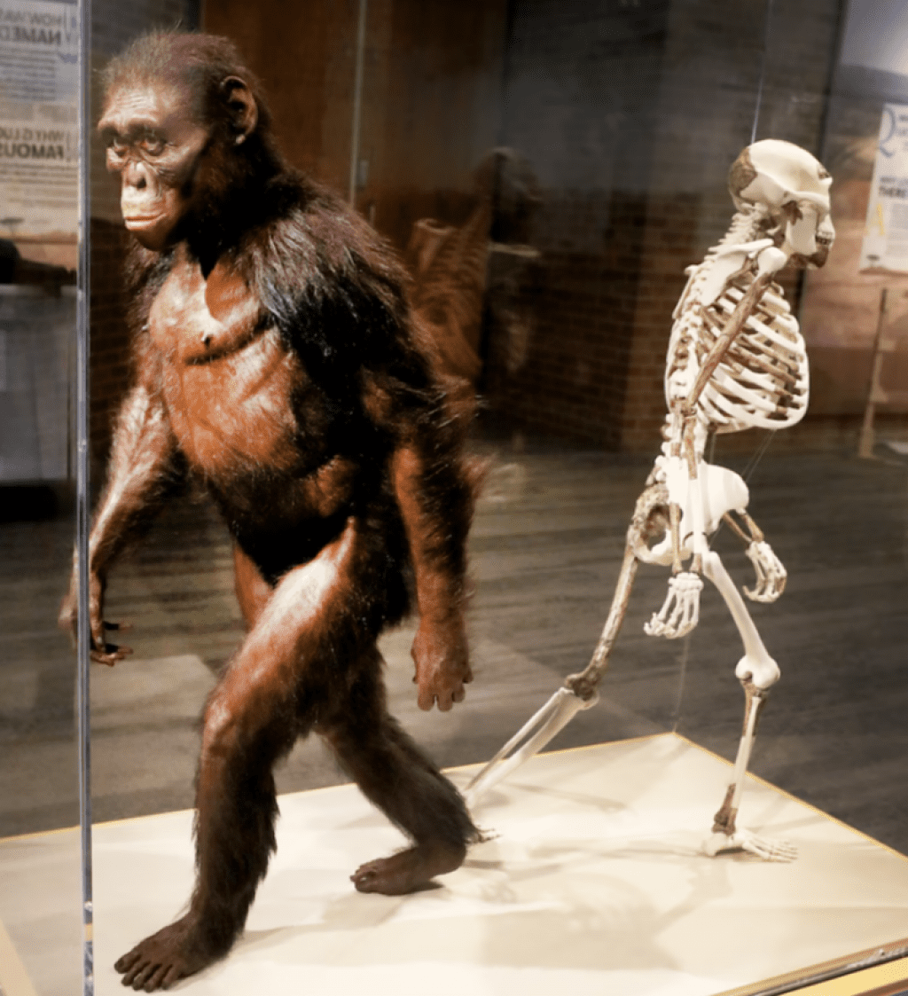 Model australopiteka v pohybe s kostrou na pozadí, vystavený v múzeu evolúcie človeka.