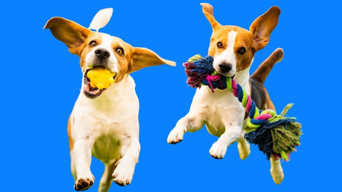 Dva skákajúce beagle psi s hračkami na modrom pozadí, jeden s loptou a druhý s lanom.